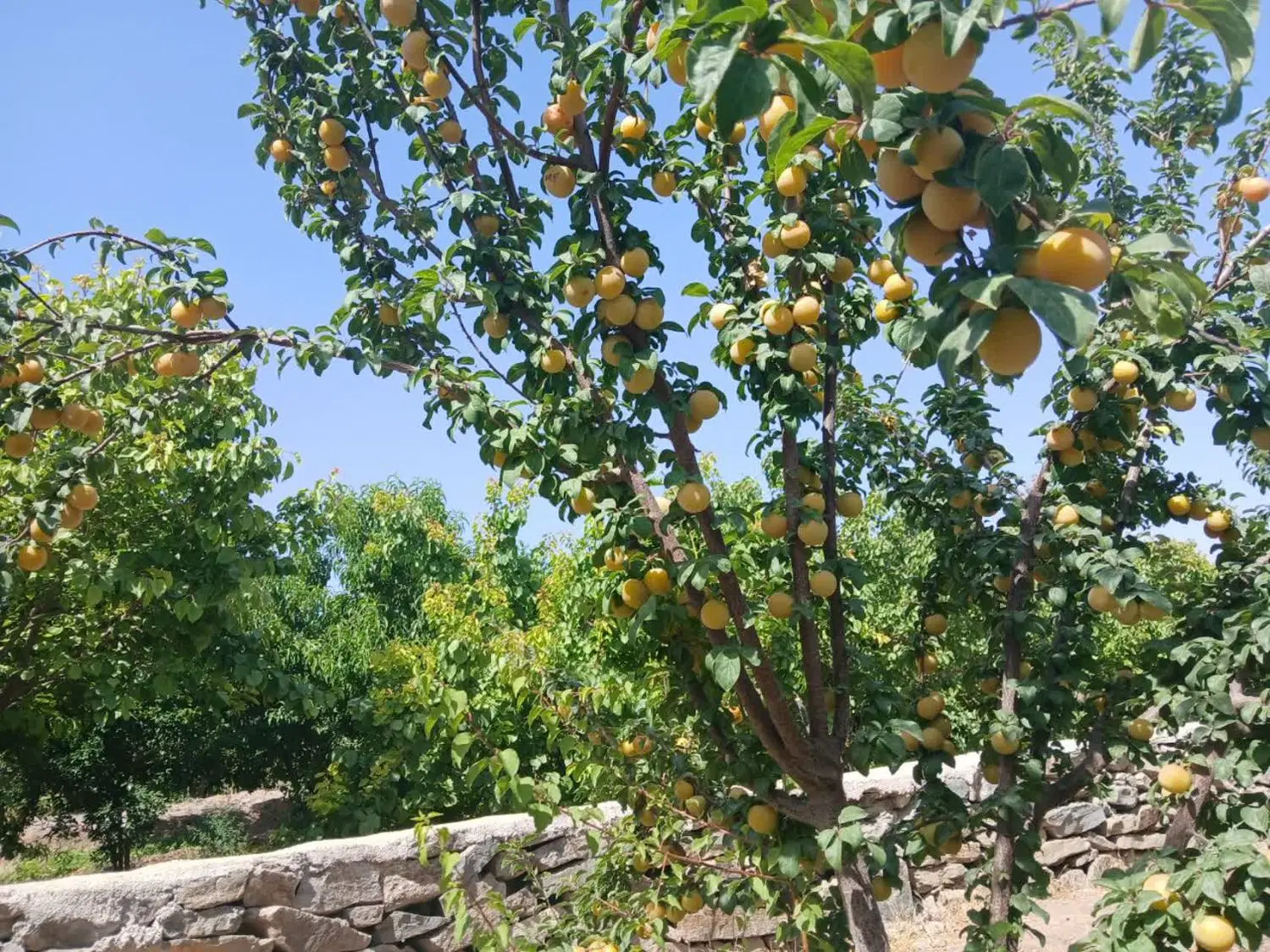 باغچه باغ  کهک