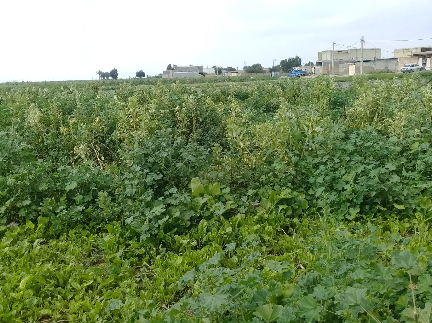 فروش زمین مسکونی