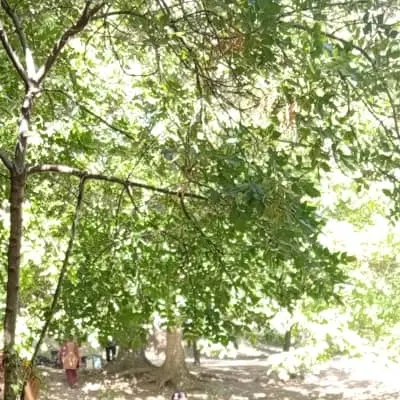 زمین فروشی