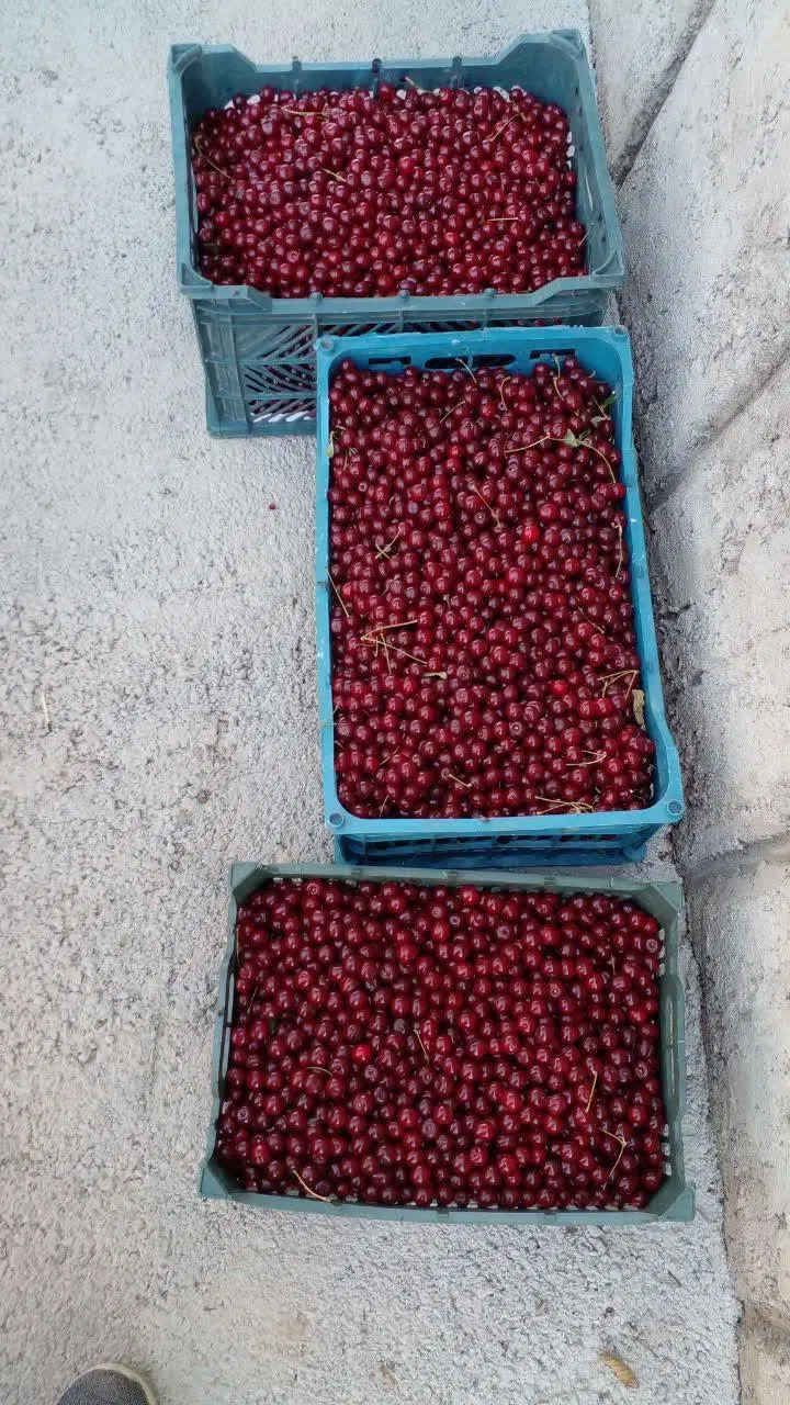 باغبه متراژ۱۵۷۰متر در نعمت اله صوفبان