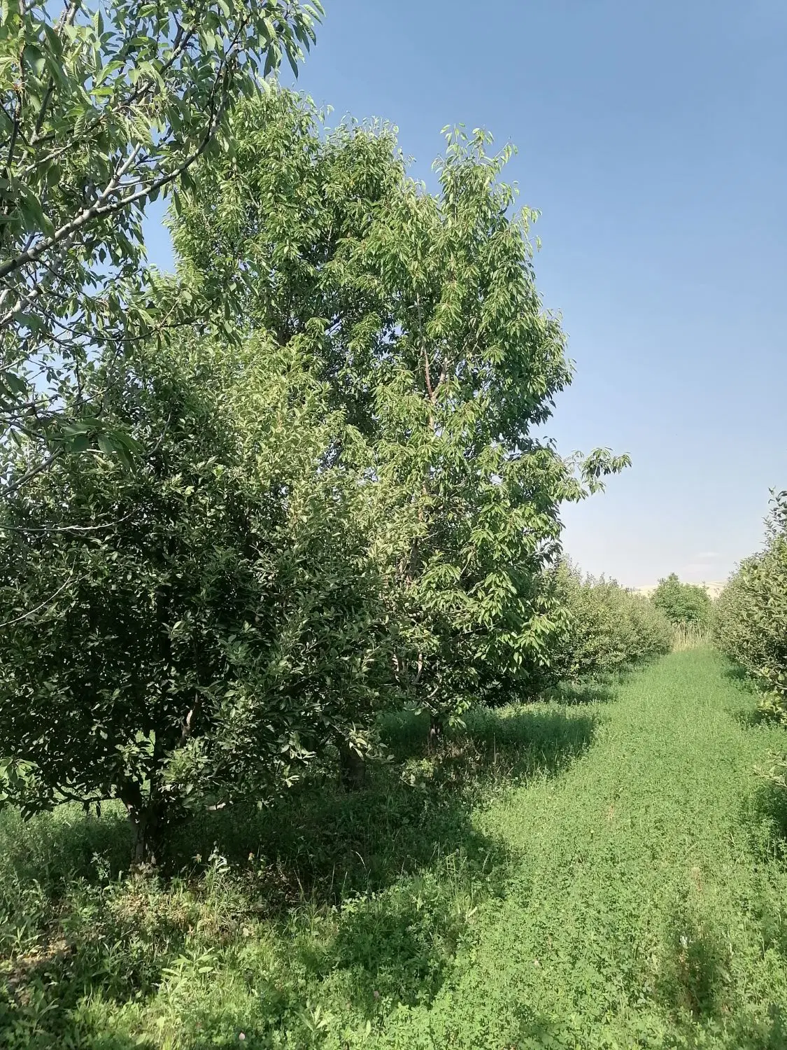 باغ سیب الوان