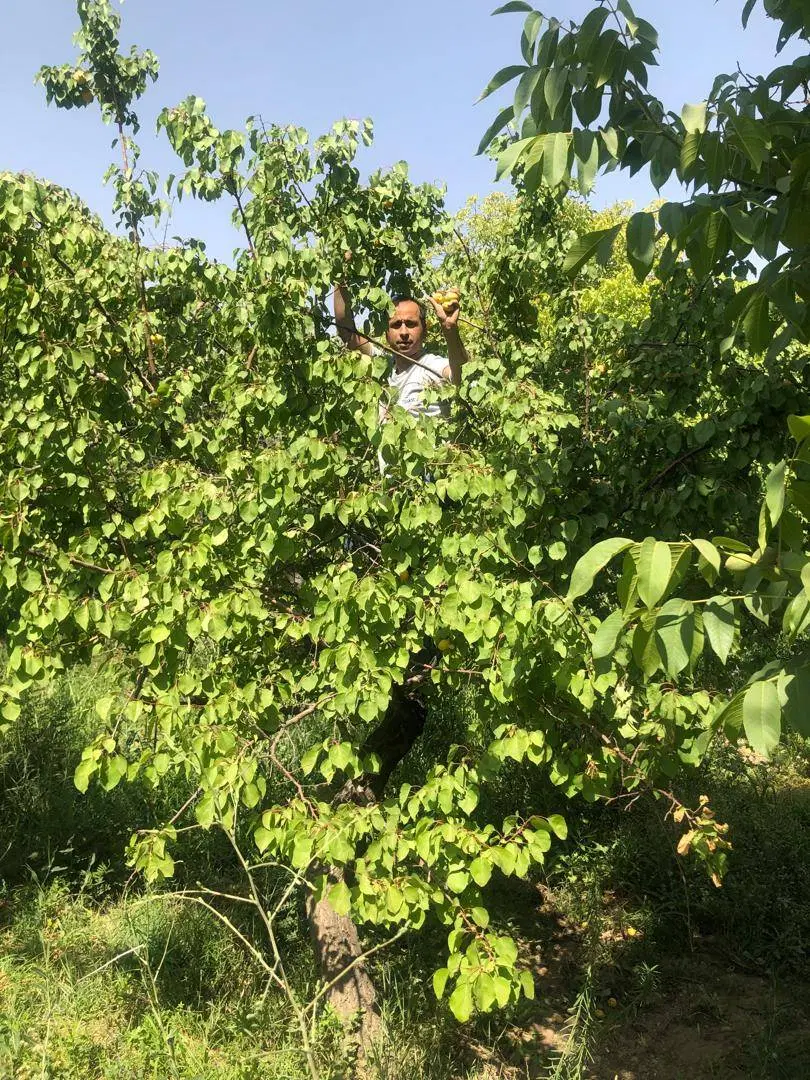 باغ با ساختمان نیمه ساز