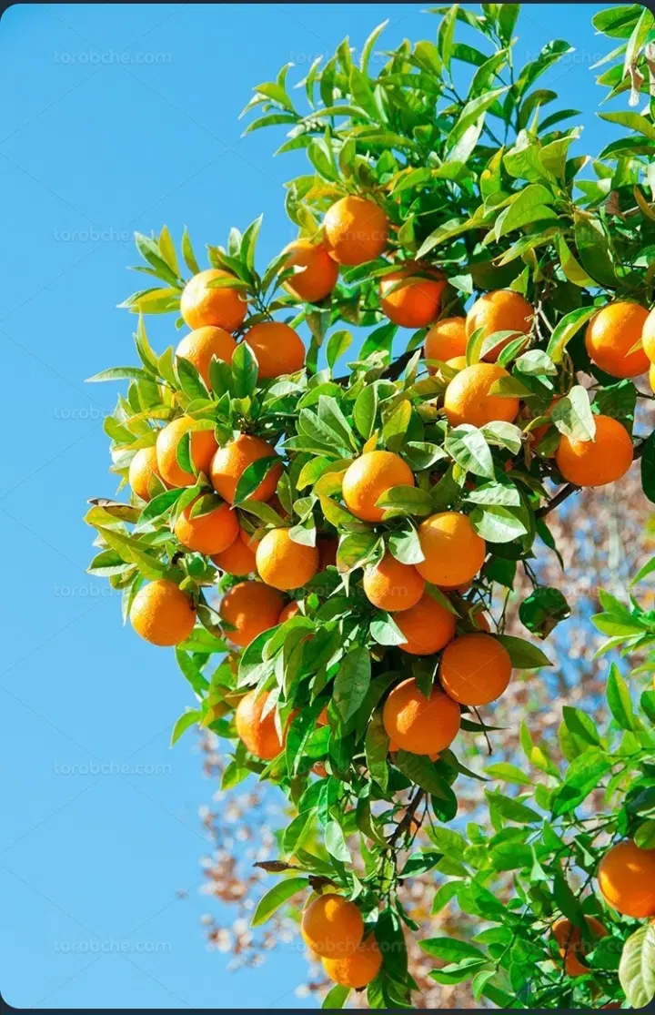 قطعه زمینی به مساحت ۵۰۰مترمربع روستای قادیکلابزرگ