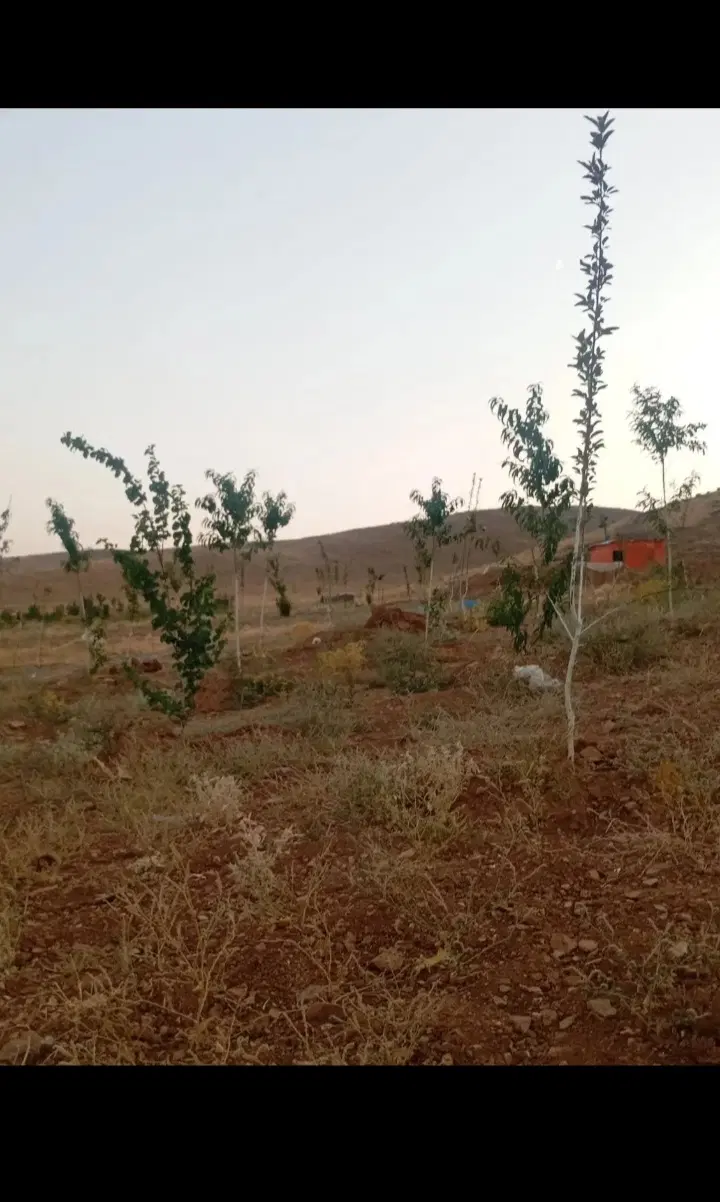 باغ ۳ساله اول ازنا
