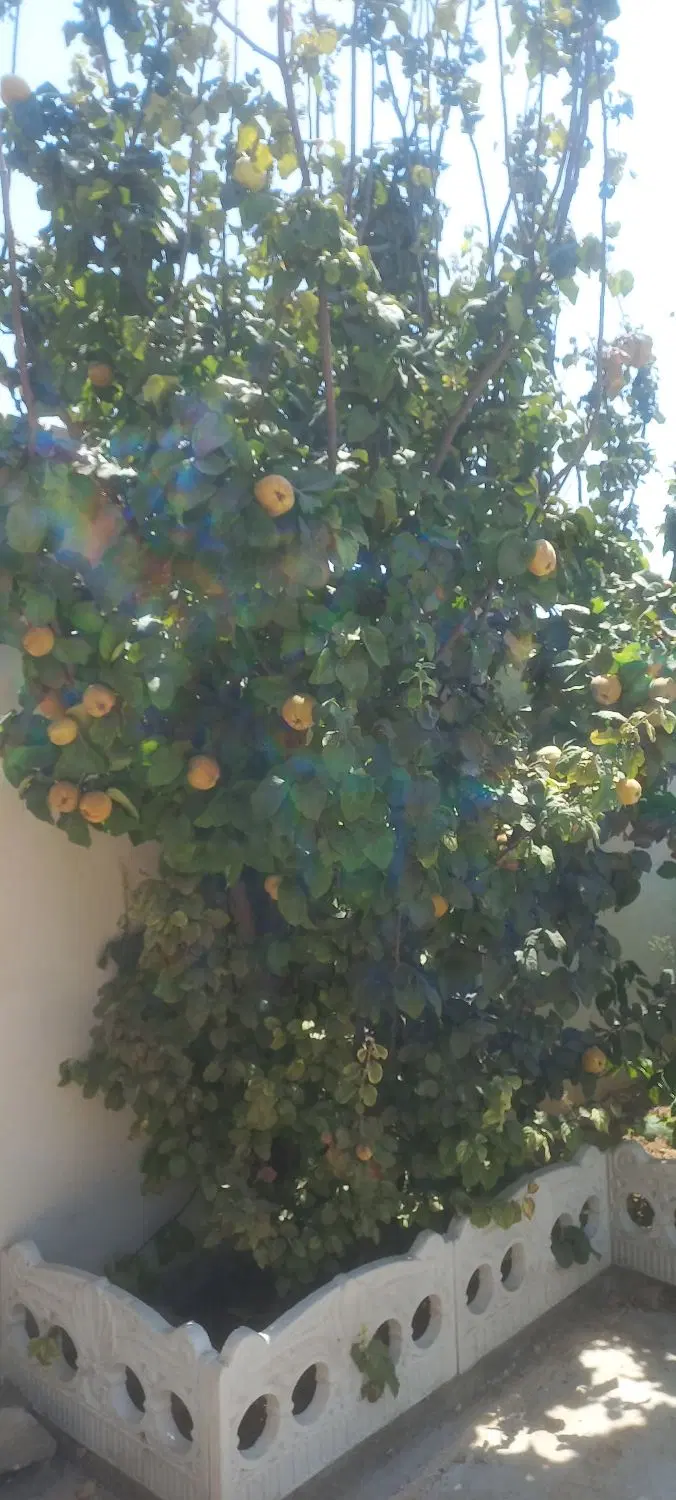 باغ