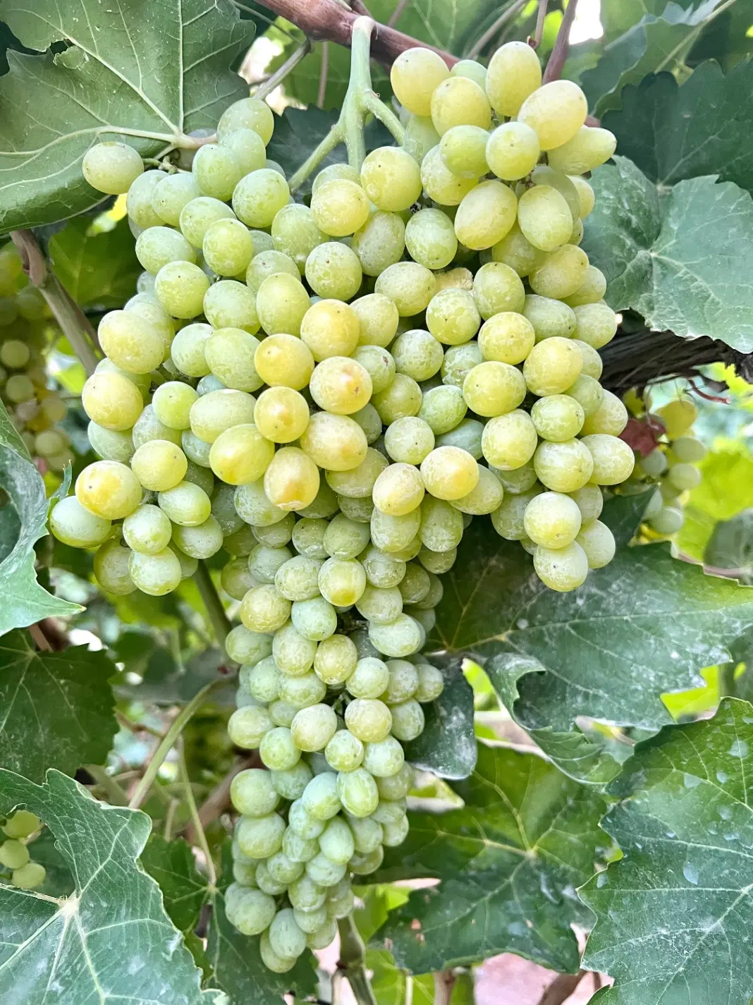 اجاره باغ انگور