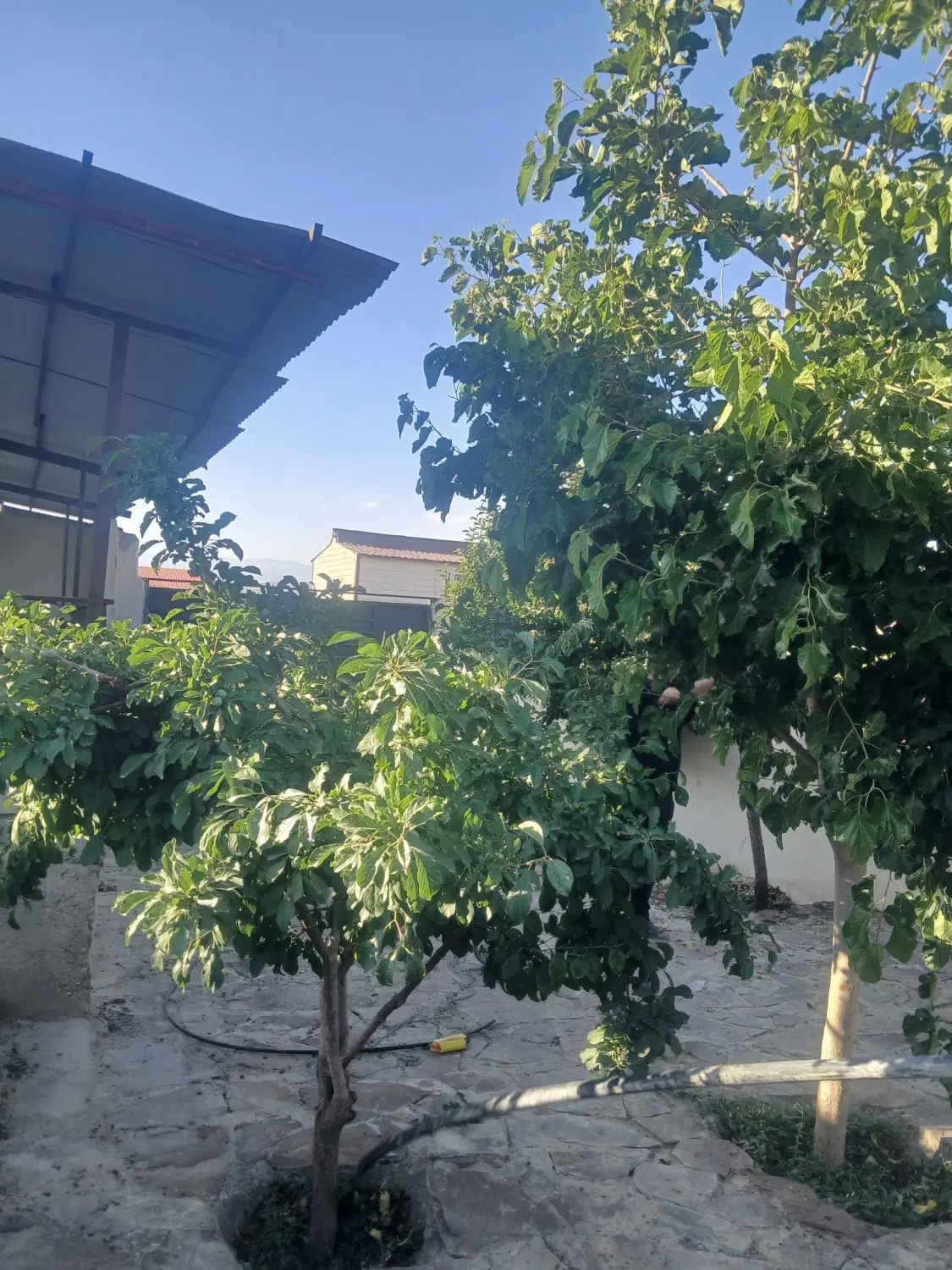 ۵۰۰متر باغچه با درختان مثمر