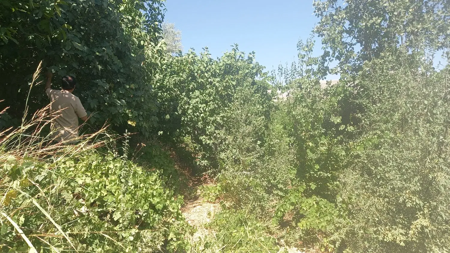 باغ برای فروش )روستای گردشگری تنگ سریز(