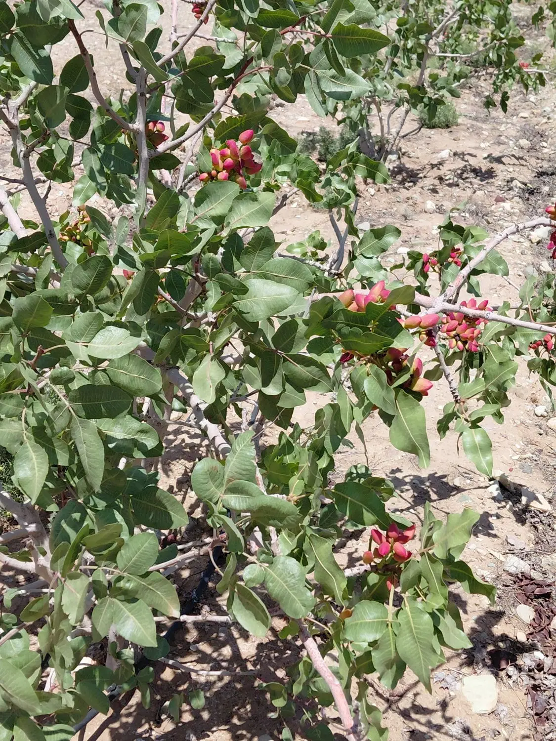 زمین پسته