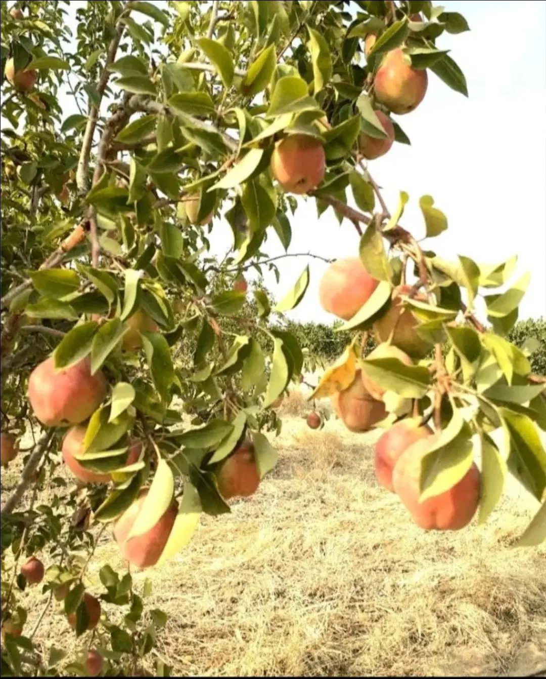 زمین کشاورزی خاک حاصلخیز  ۸۰ هکتار
