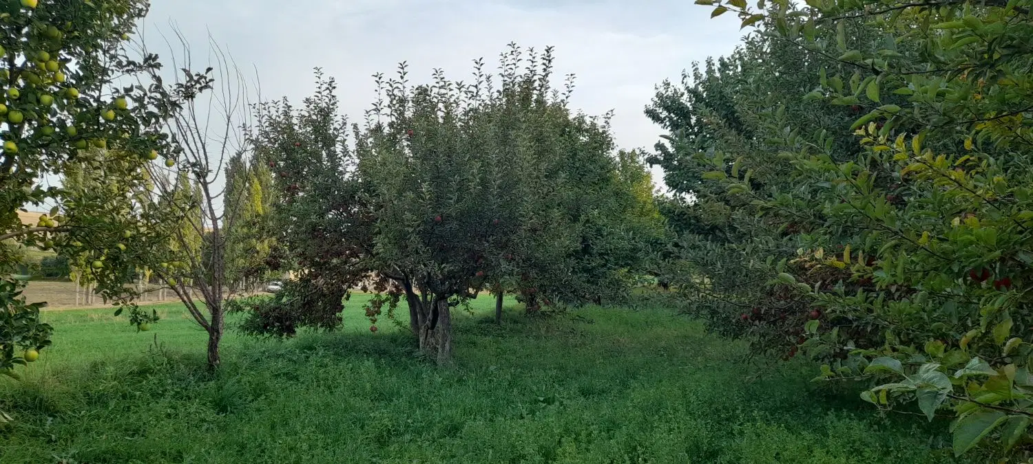 باغ فروشی
