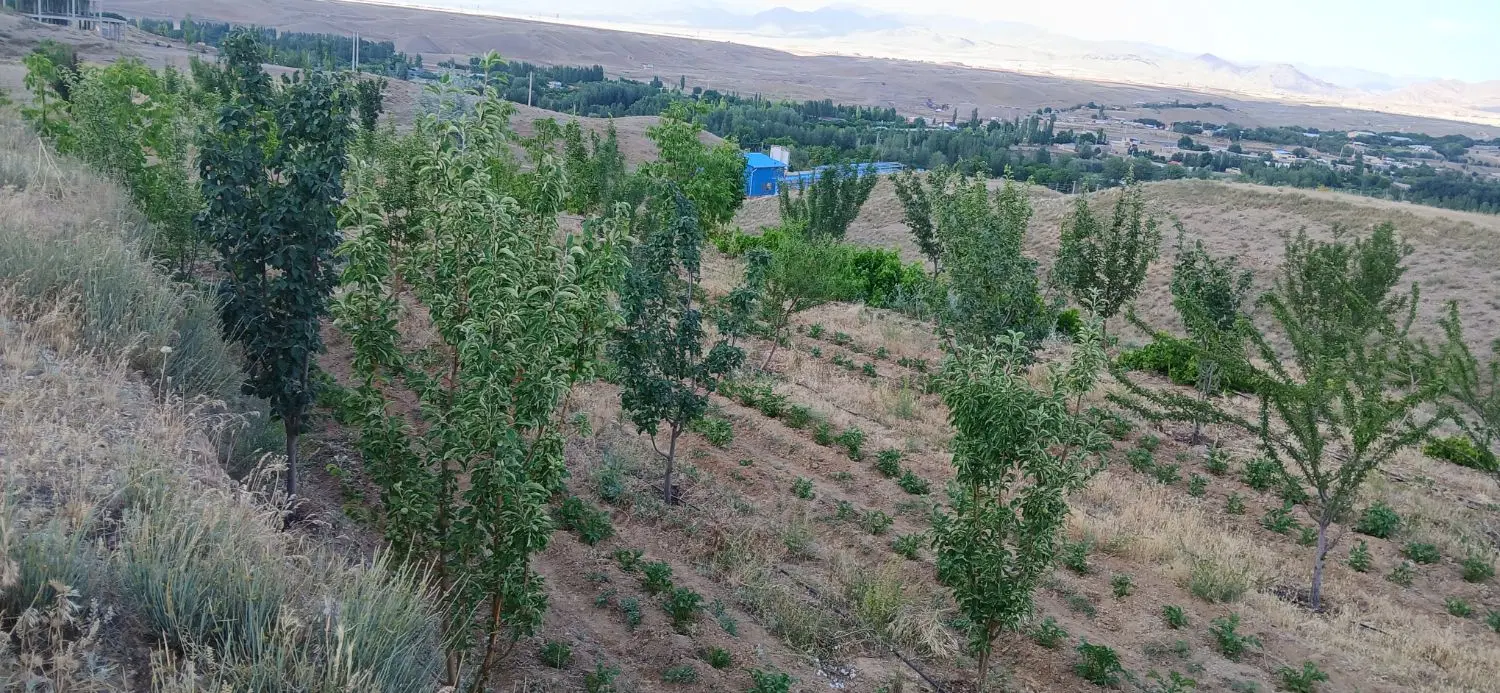 باغچه