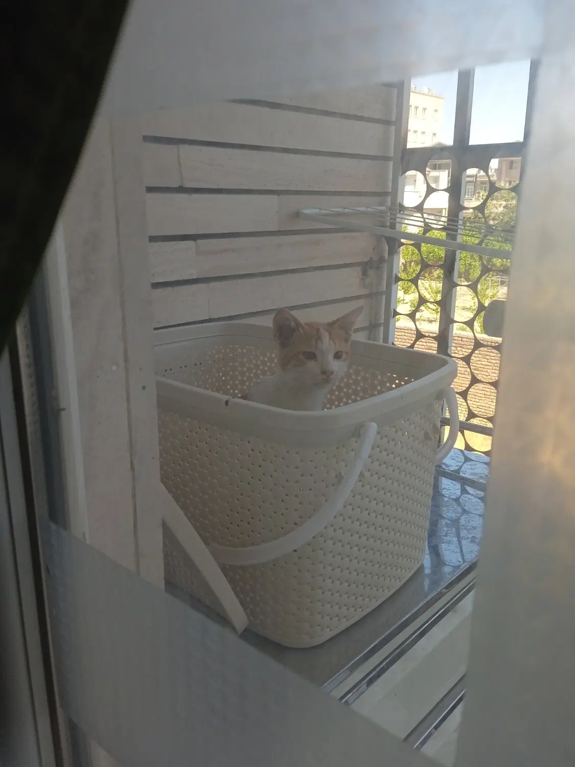 سوییت