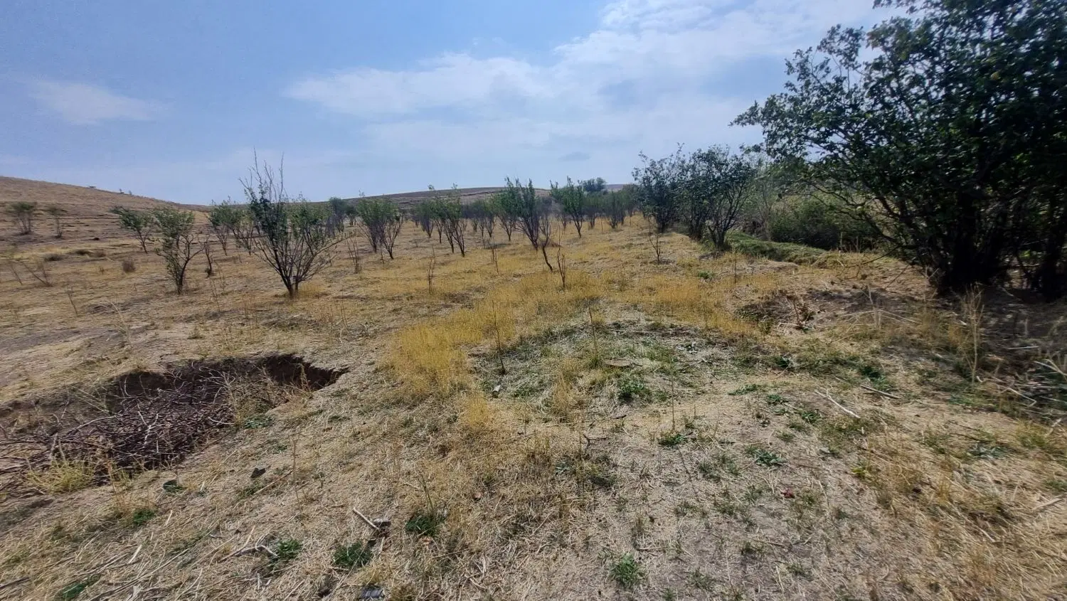زمین باغ و زراعی