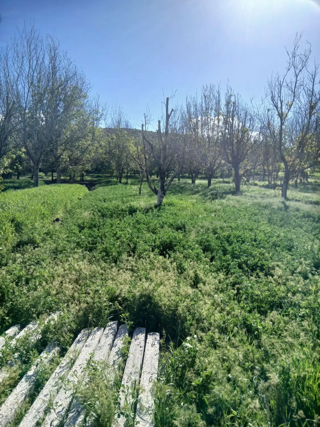 باغ گردو در روستای علی آباد ورکانه