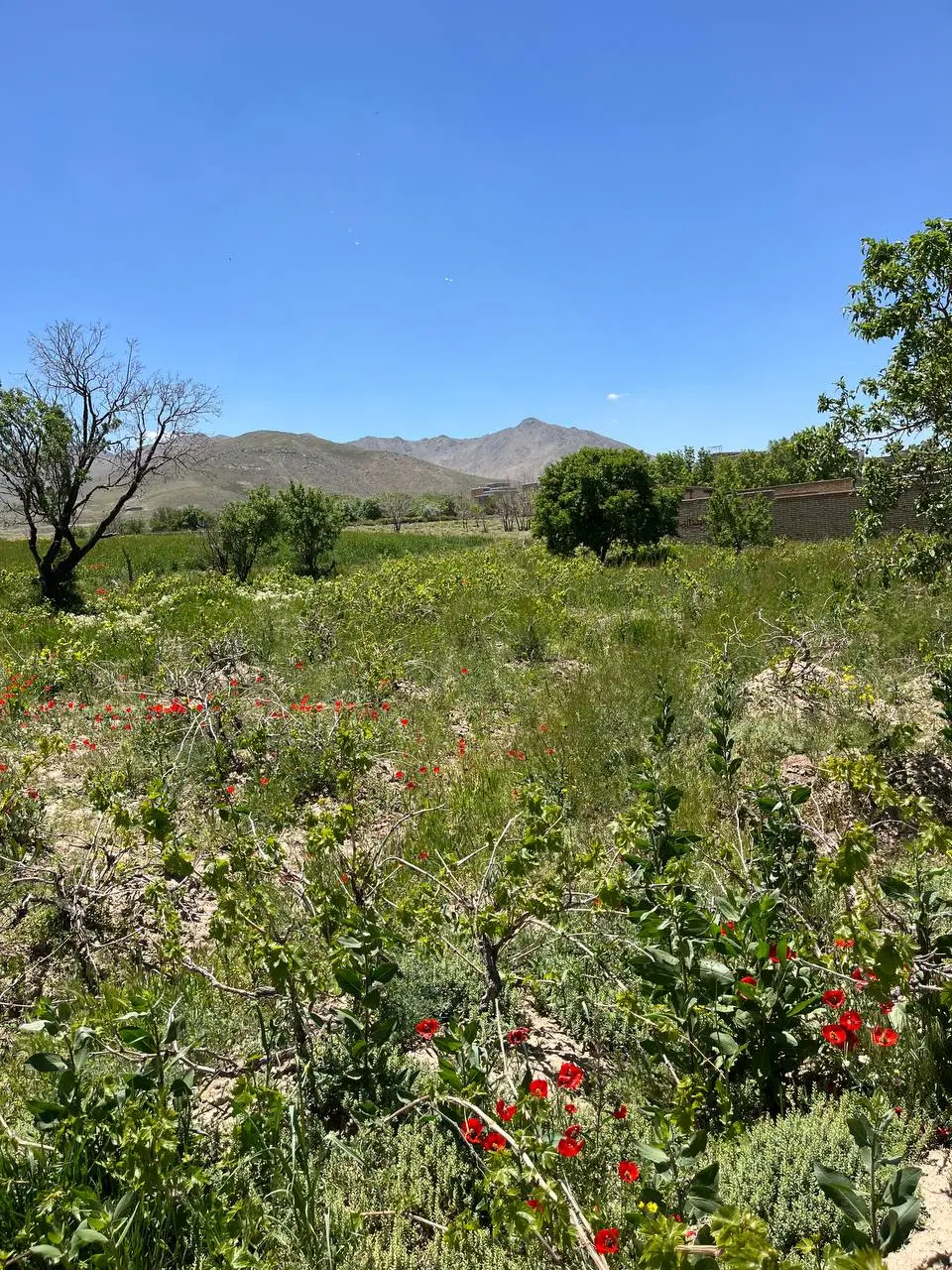 یه قطعه زمین واقع در روستای حسین آباد عاشوری