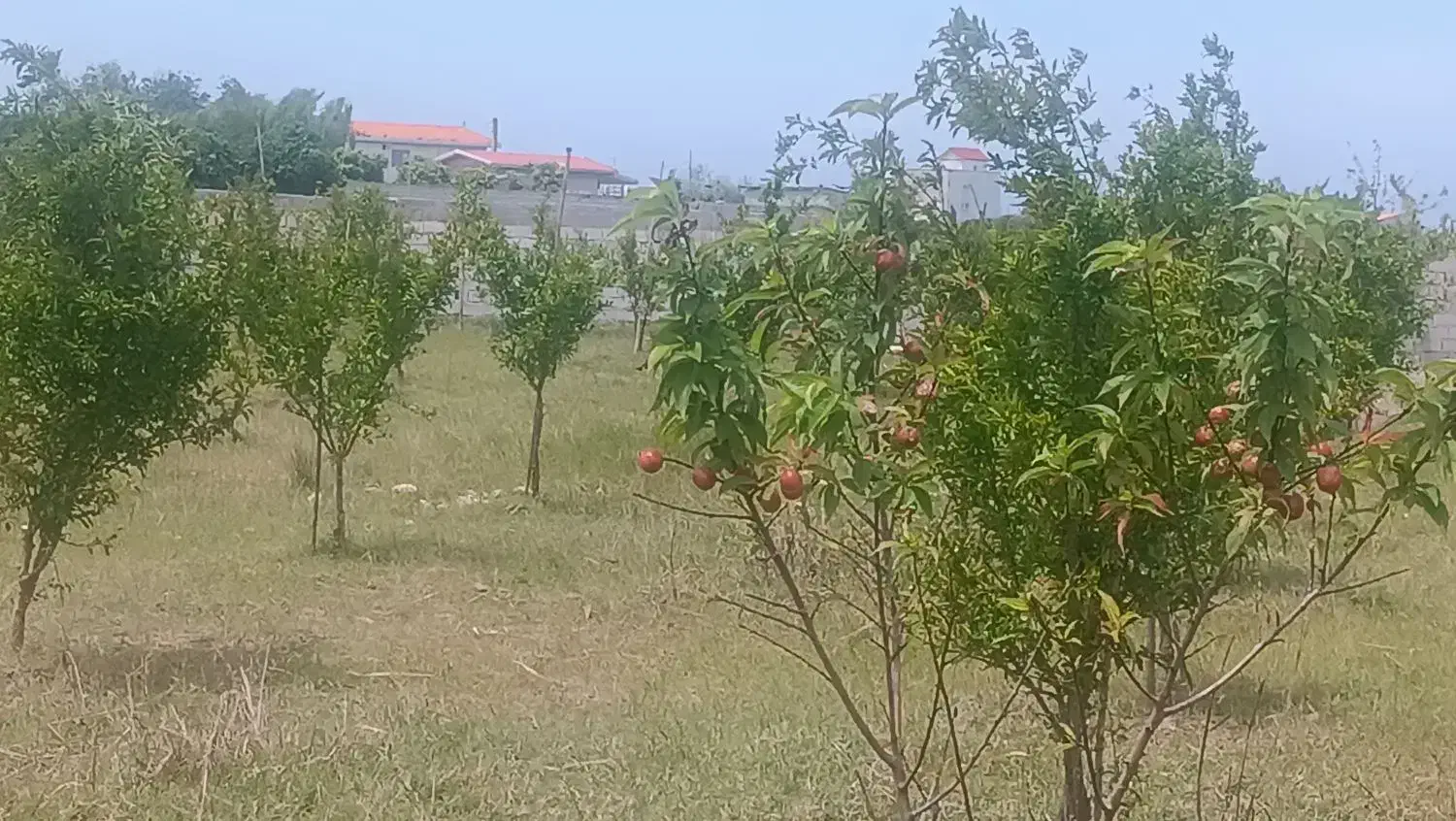 زمین ساحلی منطقه زیبای کرفون بابلسر