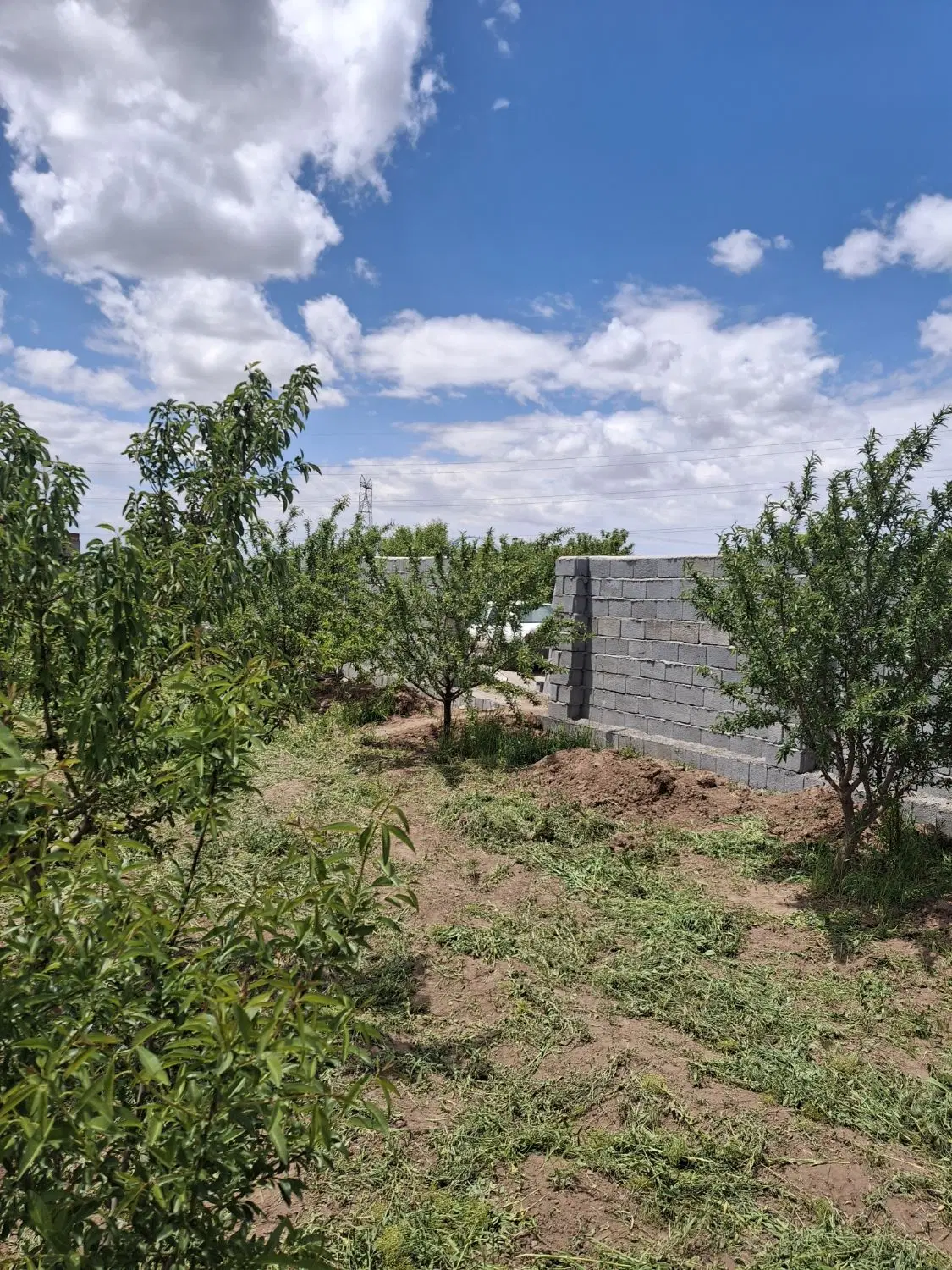 باغ سر درختی