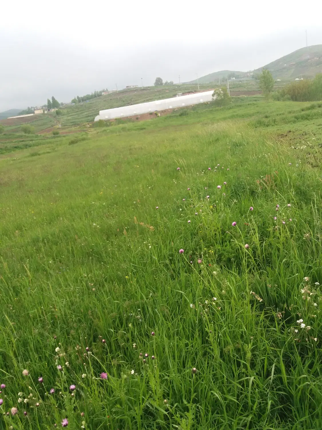 یک هکتار زمین در روستای قره تپه