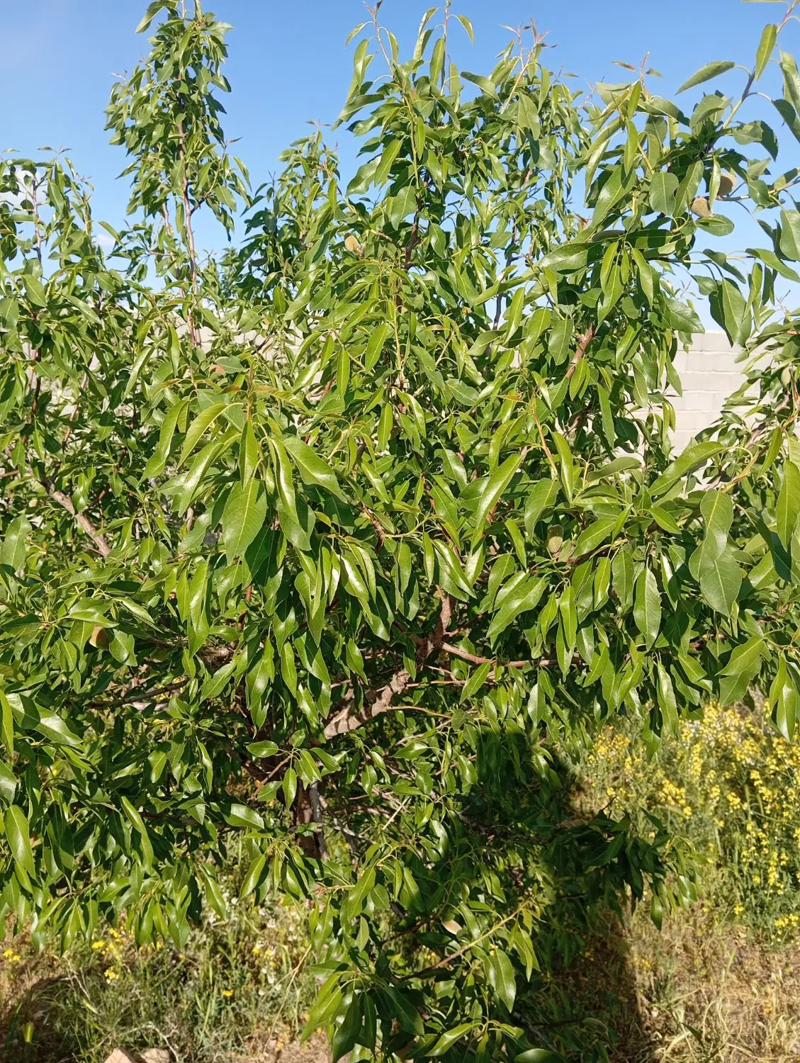 باغ به متراژ ۳۷۰متر  جاده ساری تپه پشت خاک چینی