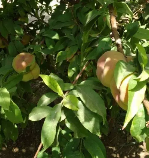 باغ ویلا نیمه آماده