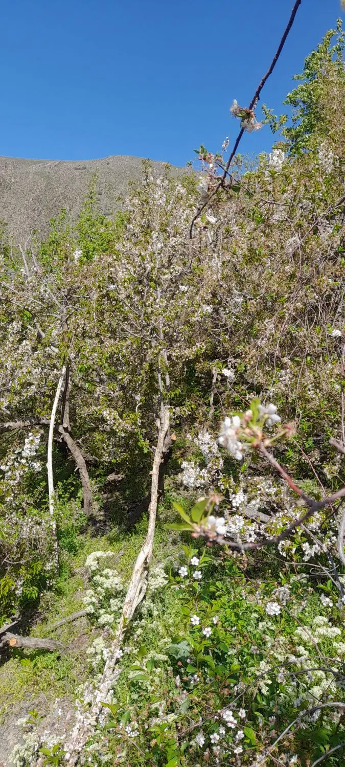 زمین باغی زشک بازه حصار