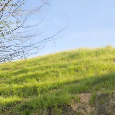 زمین باغی