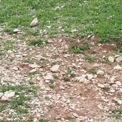 فروش ۶۹۰۰ متر زمین کشاورزی ویا معاوضه با ماشین
