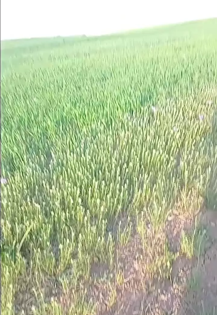 زمین دیم ۲۶۰۰ هکتار در روستای توپقره