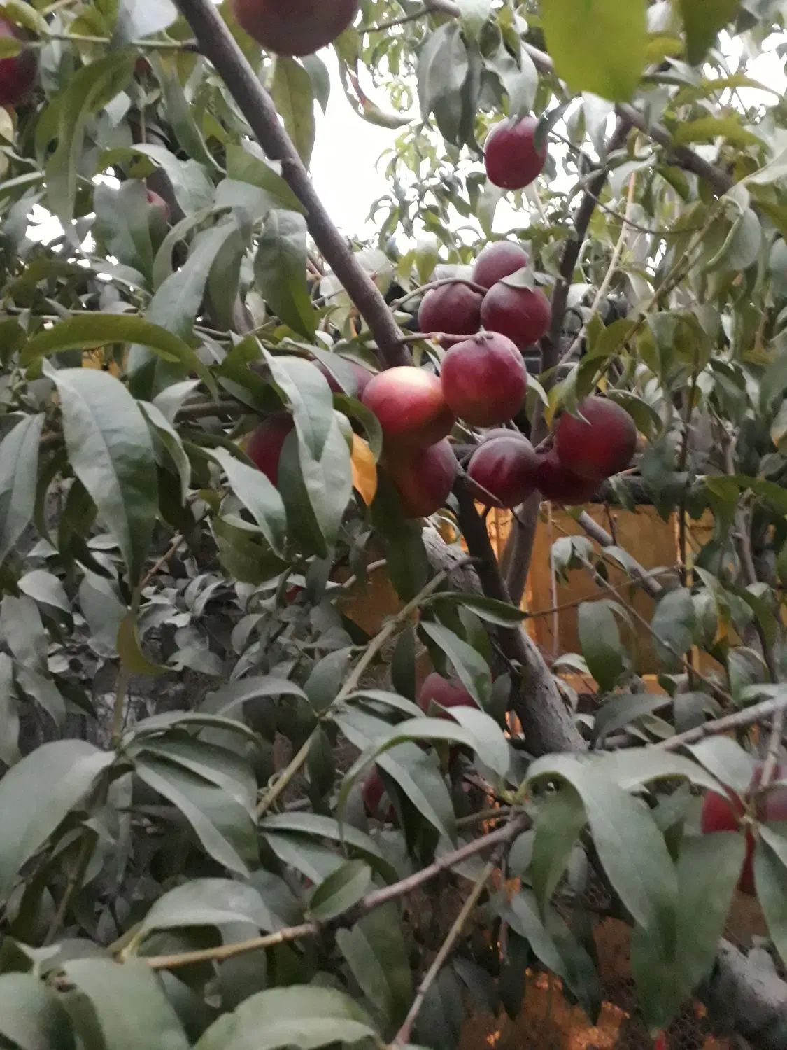 فروش باغچه شلیل
