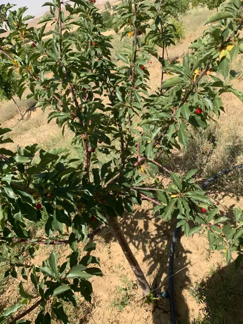 فروش باغ