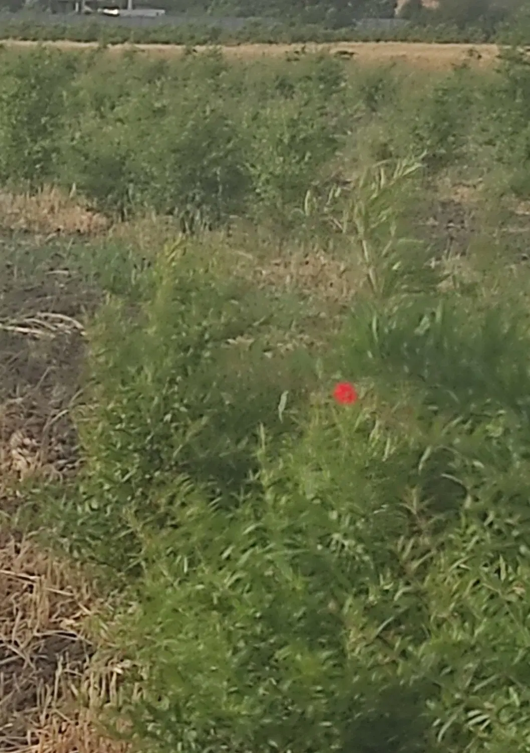 زمین روستایی مناسب
