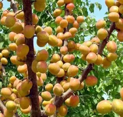 باغ
