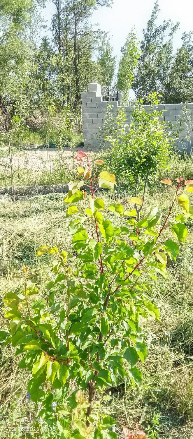 زمین باغ