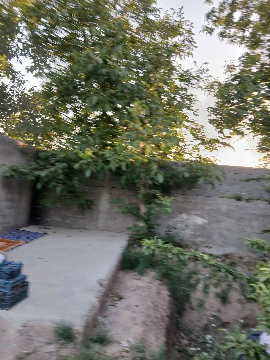 باغچه قاسم آباد بزرگ