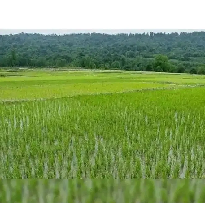 زمین کشاورزی5هکتار