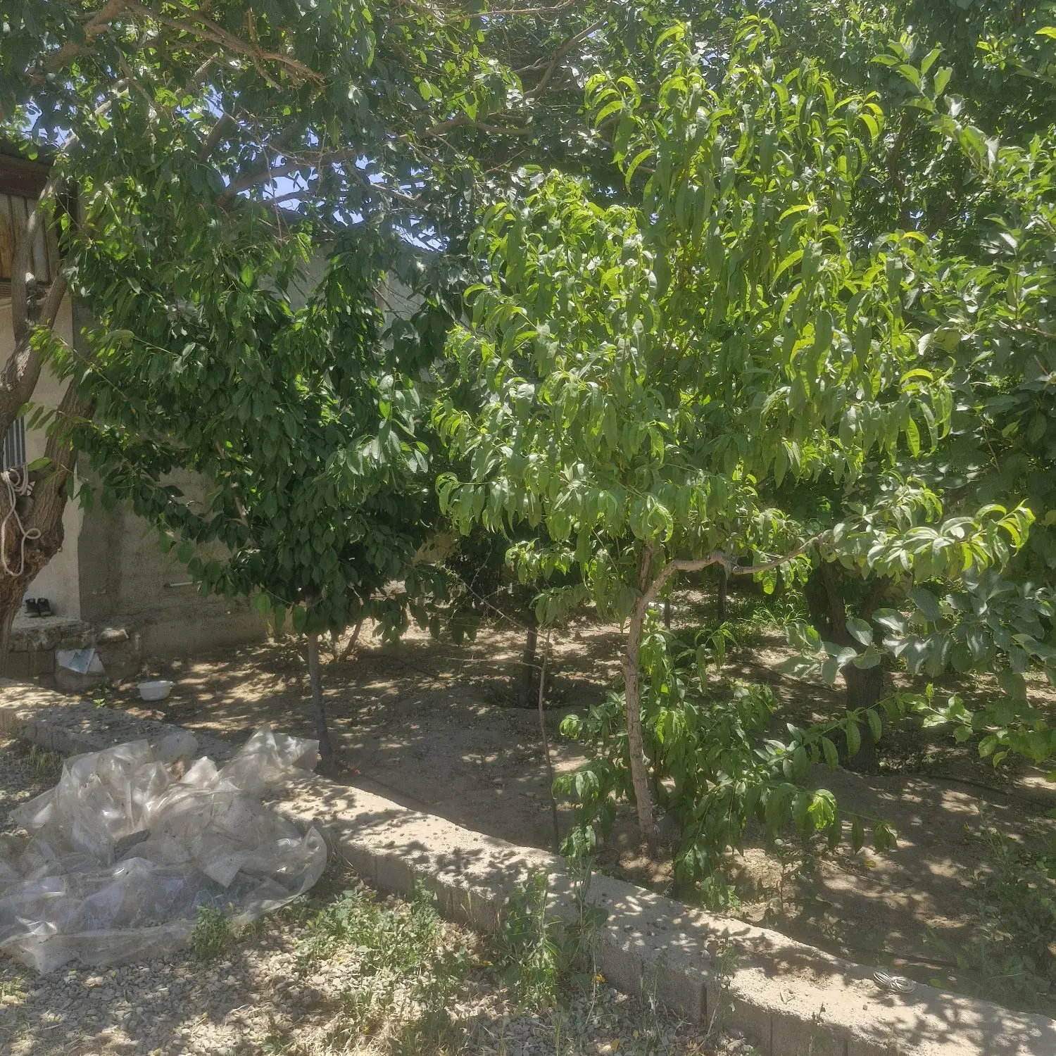 ویلای ۲۳۰متری داخل بافت آب گاز برق درختهای میوه