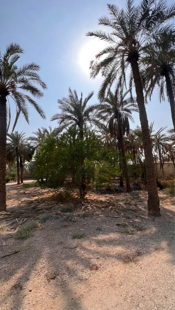 زمین سلیچ غربی