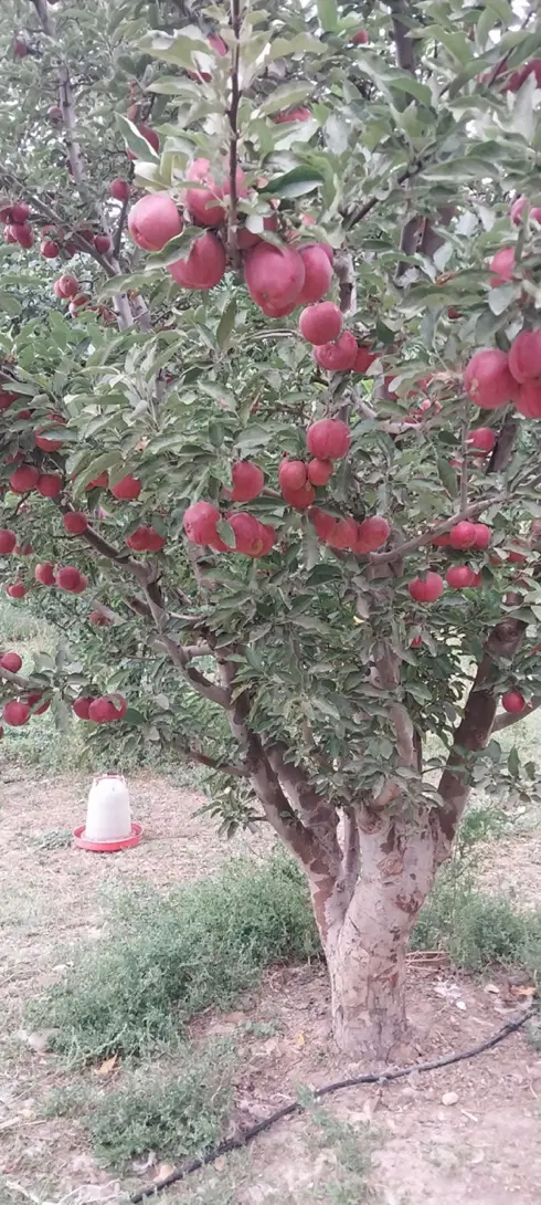 باغ در اهر