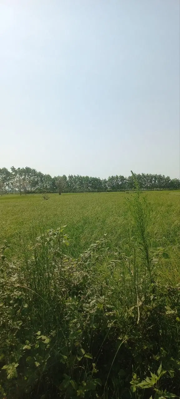 زمین کشاورزی ۲۰۰۰ متری در جلیدان
