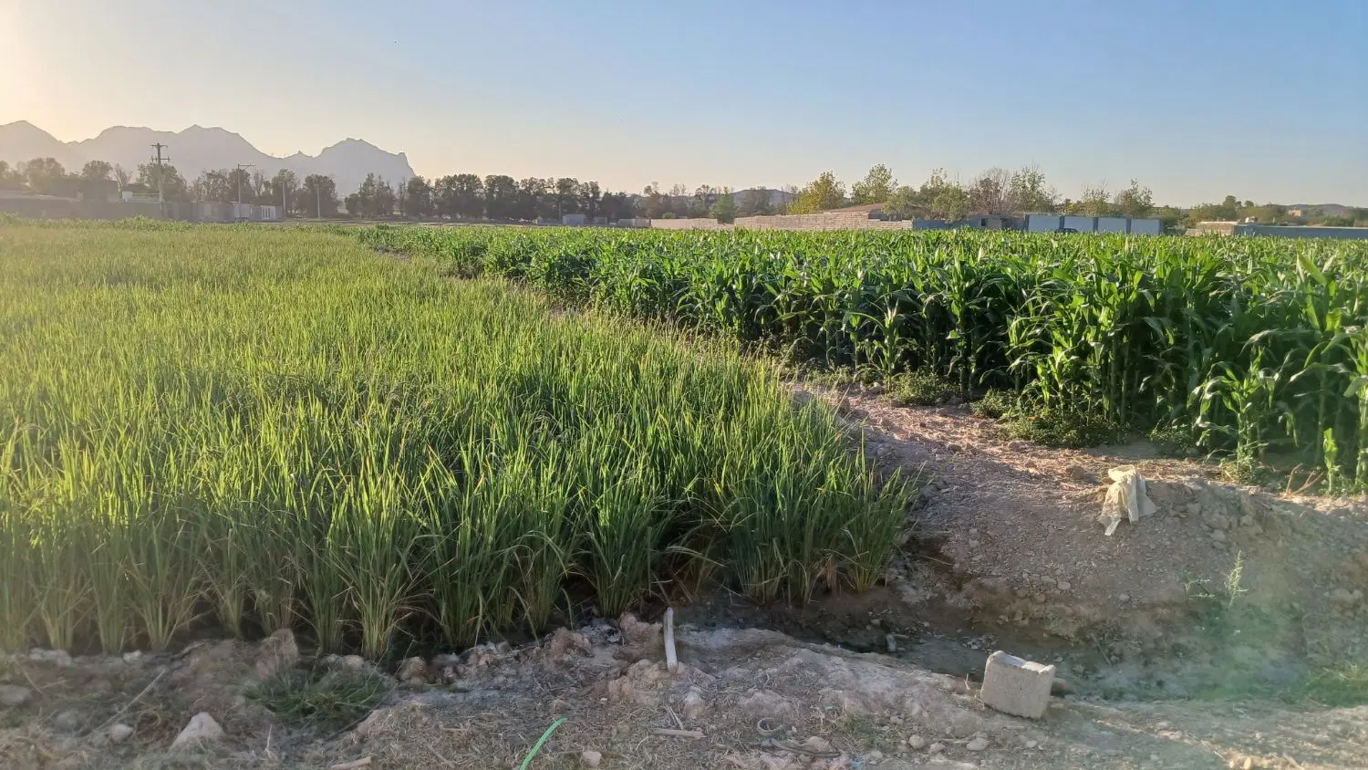 زمین 500متری باغی اصفهانک