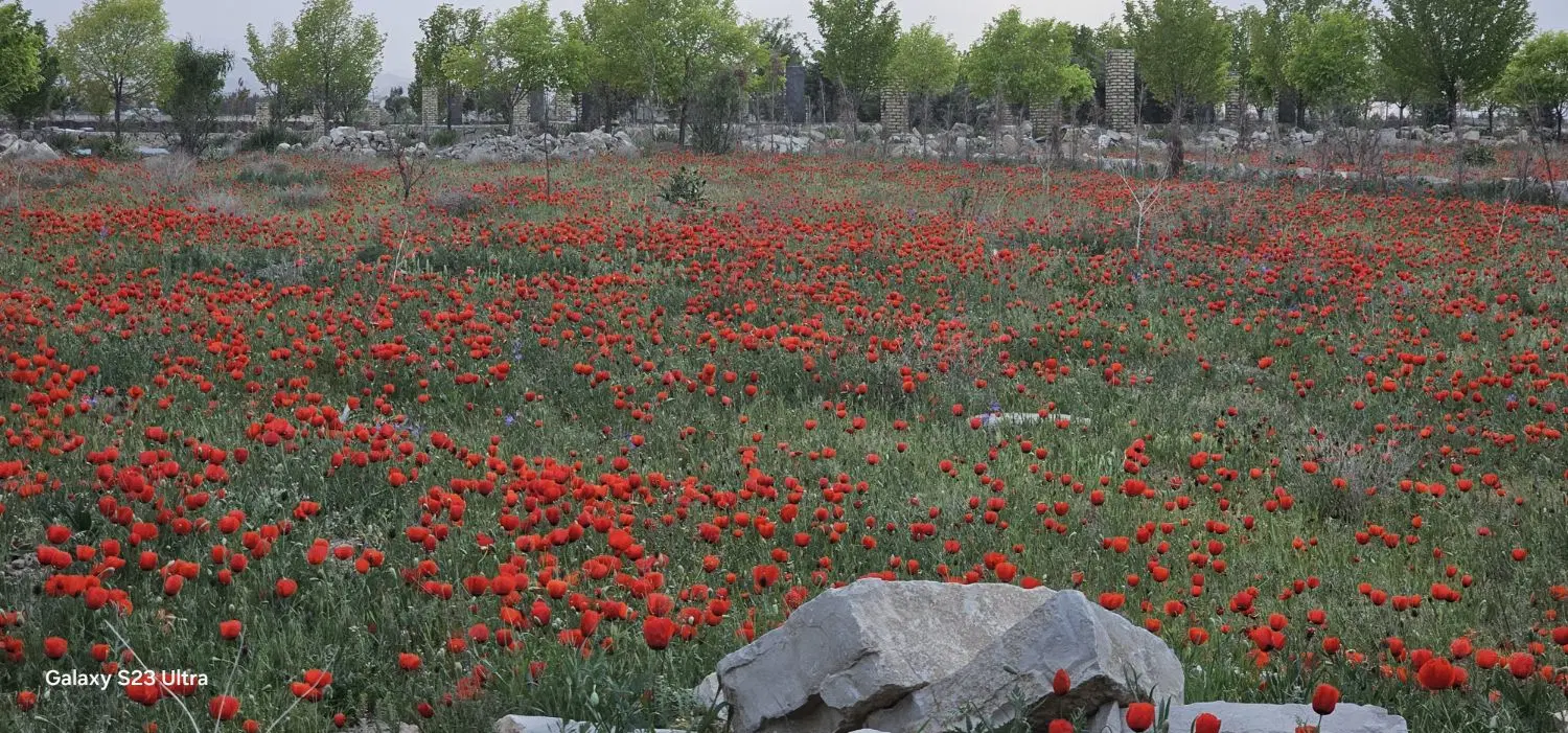 زمین شاندیز ابراهیم خان .روستای شمعلی
