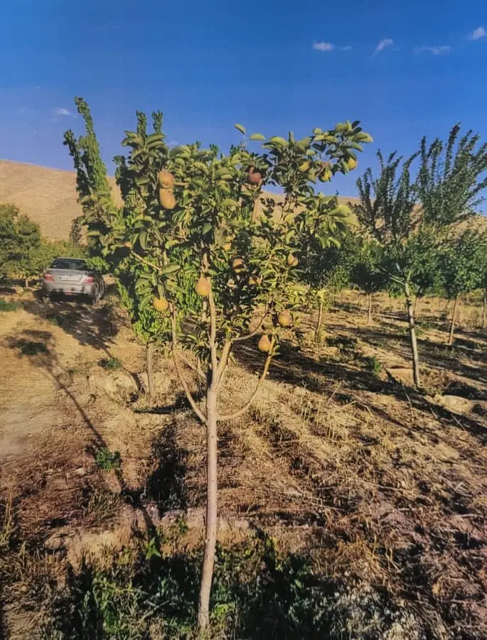باغ مسمر شهراباد (نزدیک تنگه واشی)