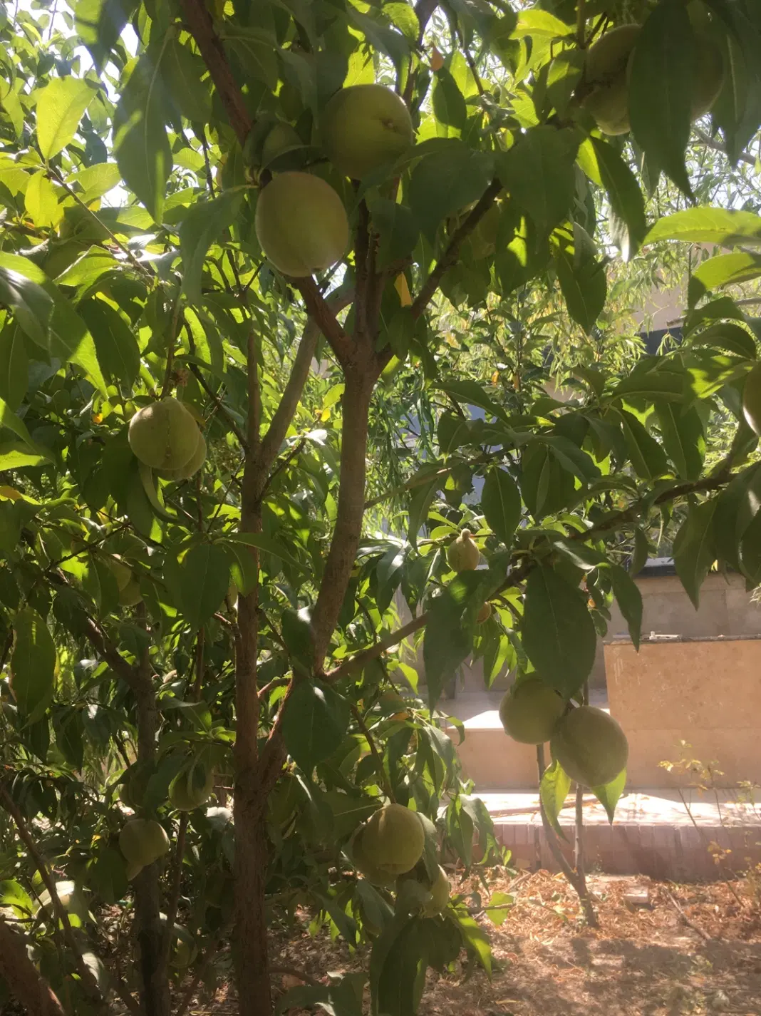 باغ ویلایی شیک