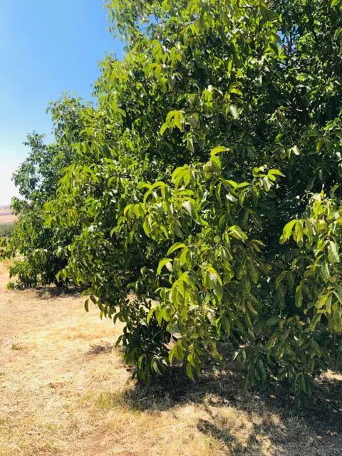 باغ گردو بارده جاده گنجنامه