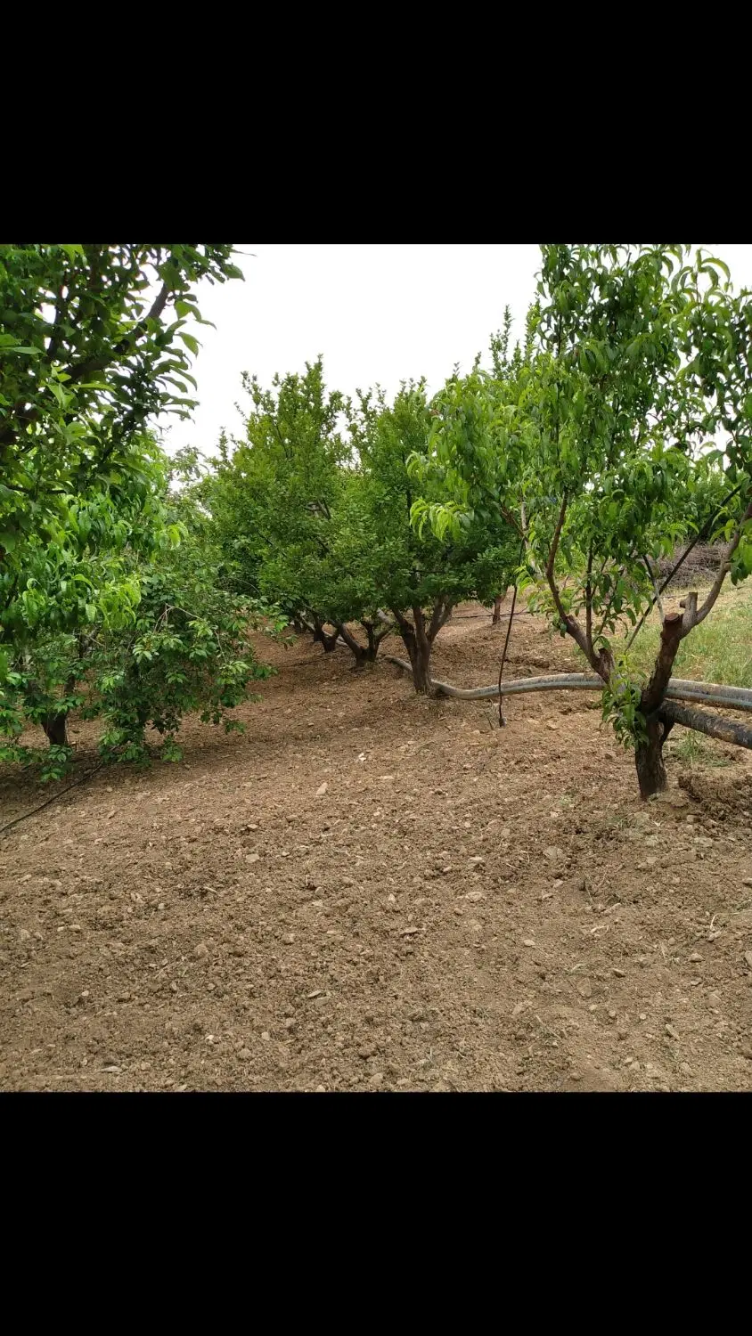 باغ ۱۰۰۰متری