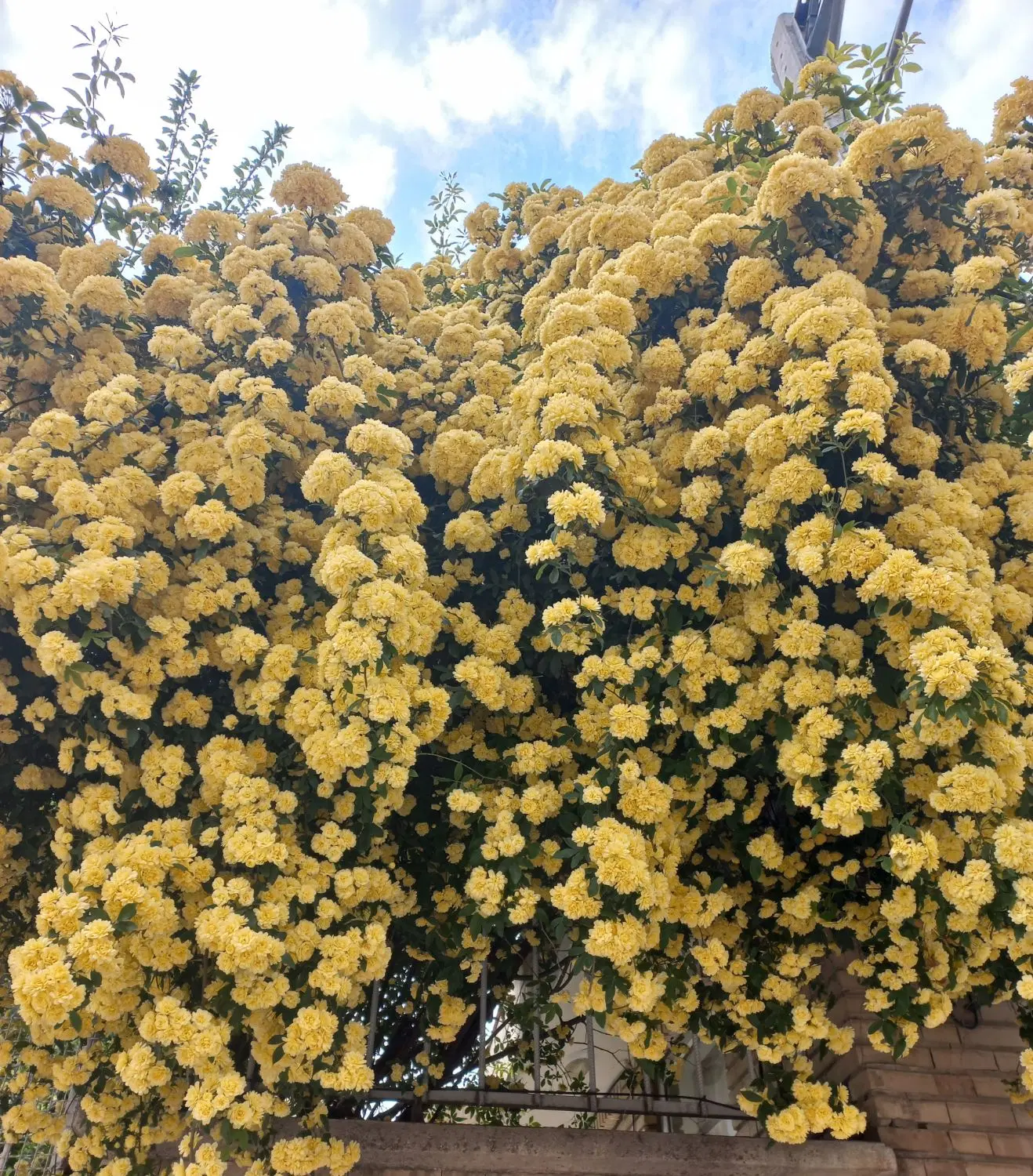 زمین کشاورزی