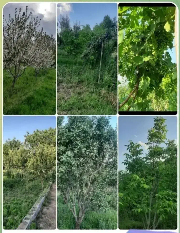 فروش باغ