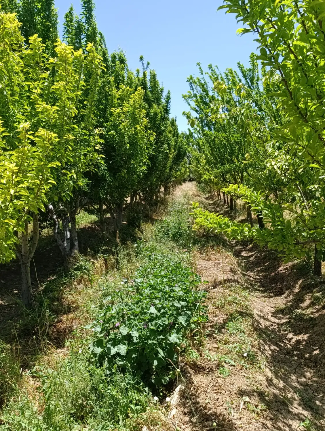 2000 متر باغ روستای رشید آباد با درخت ده ساله