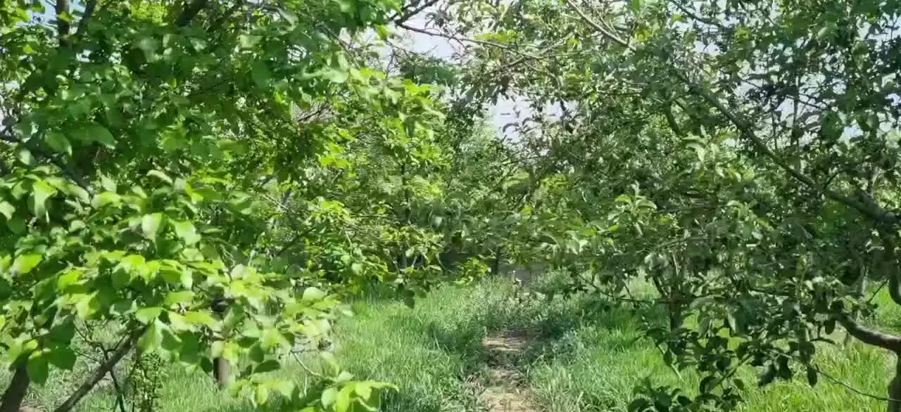 باغ ۲۲۰۰متری سنددار ملکی پر درآمد